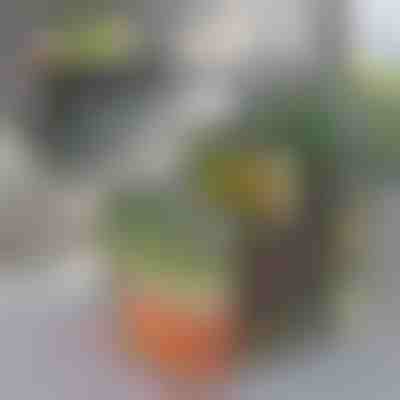 Hűtőszekrény szervező doboz | FRESHDISH